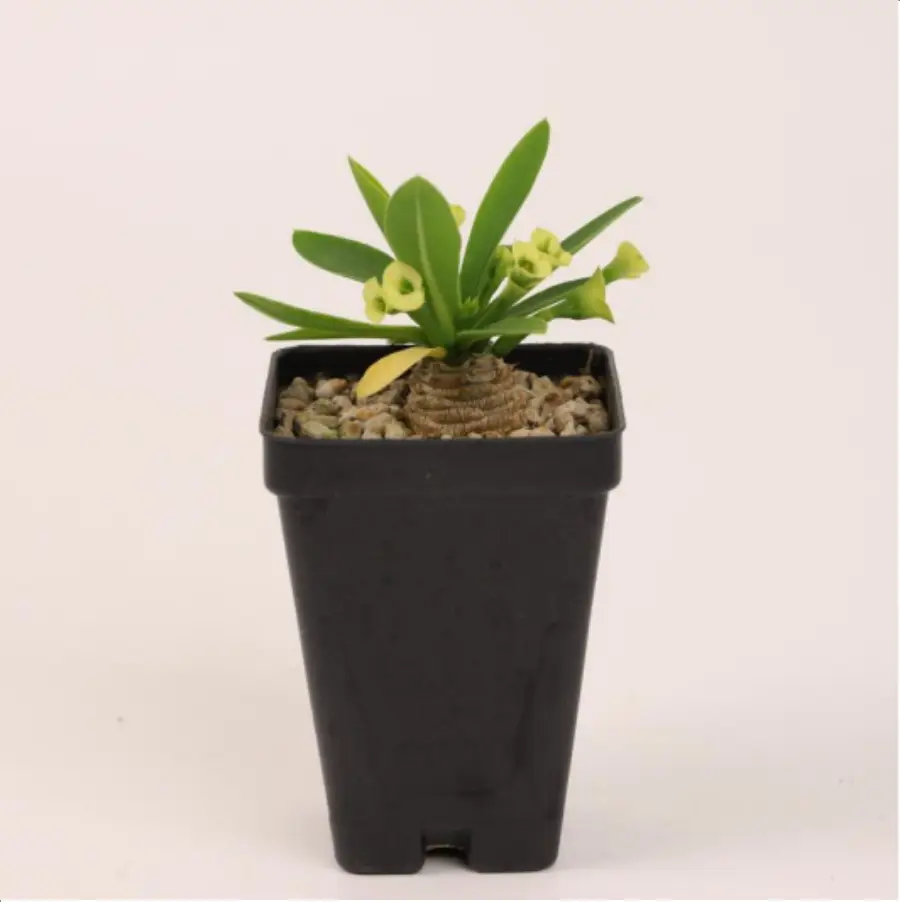 1756114693-1-2674.webp Euphorbiaceae Euphorbia parvimedusae - 画像 (1)