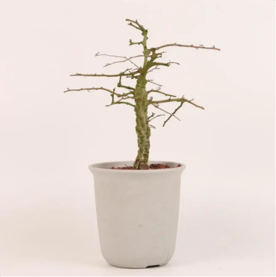 1756114723-1-2643.webp Euphorbiaceae Operculicarya decaryi - 画像 (1)