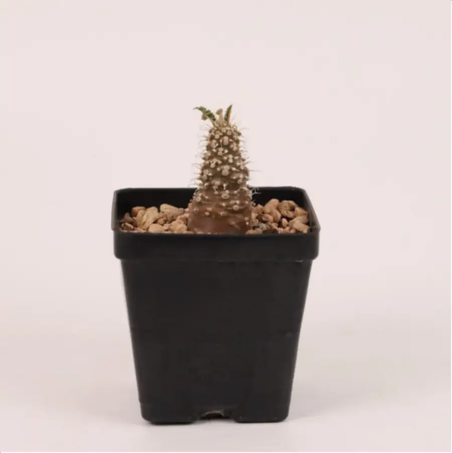 1756114726-1-2639.webp Dorstenia sp. nov. LAV23877 - 画像 (1)