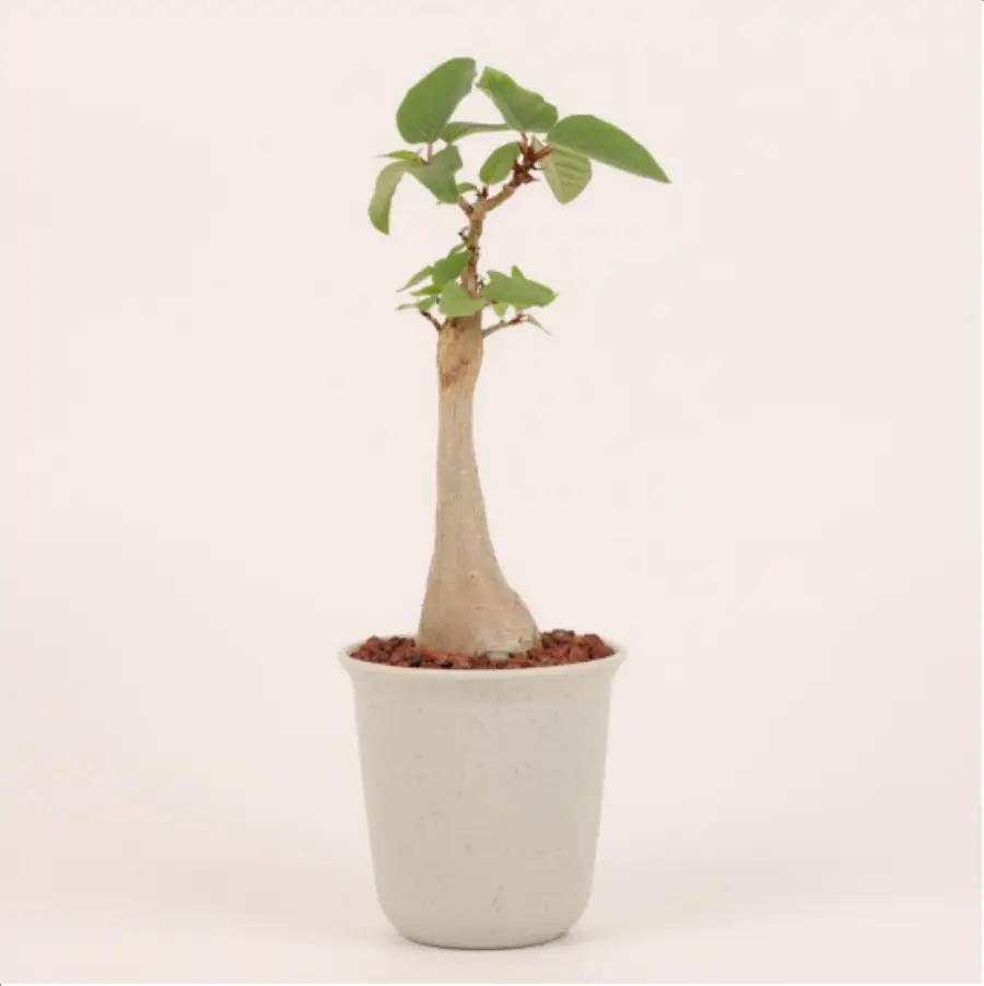 1756114734-1-2633.webp Euphorbiaceae-Ficus palmeri - 画像 (1)