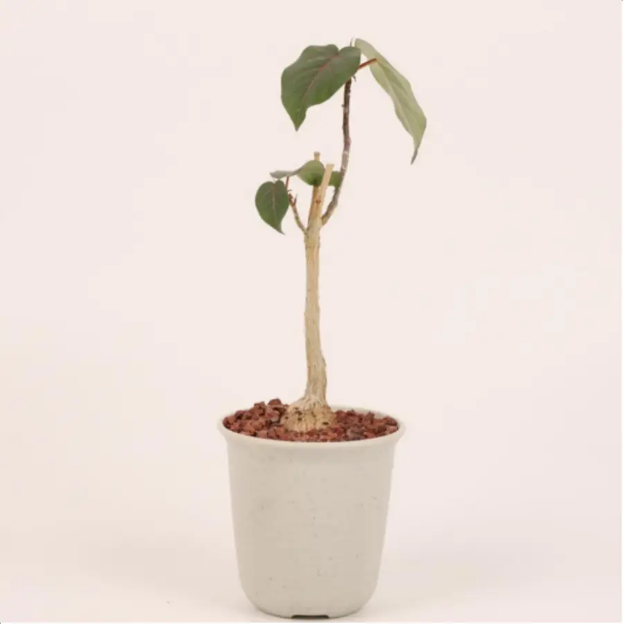 1756114736-1-2631.webp Euphorbiaceae Ficus petiolaris - 画像 (1)