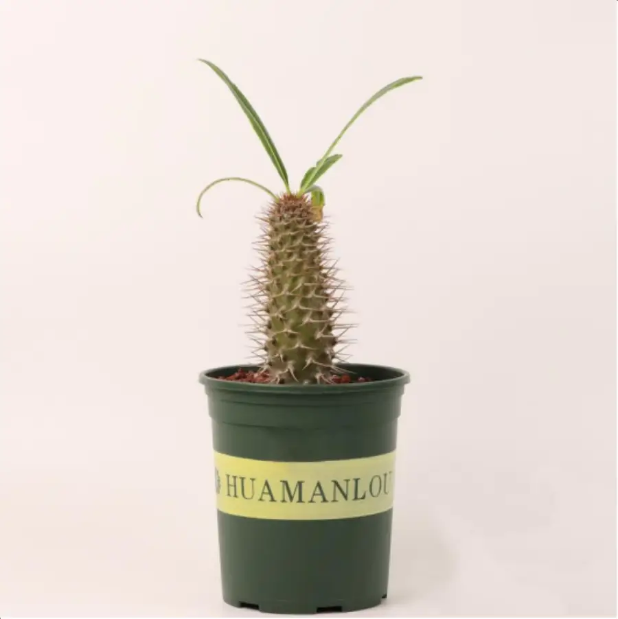 1756114743-1-2625.webp Pachypodium lamerei - 画像 (1)