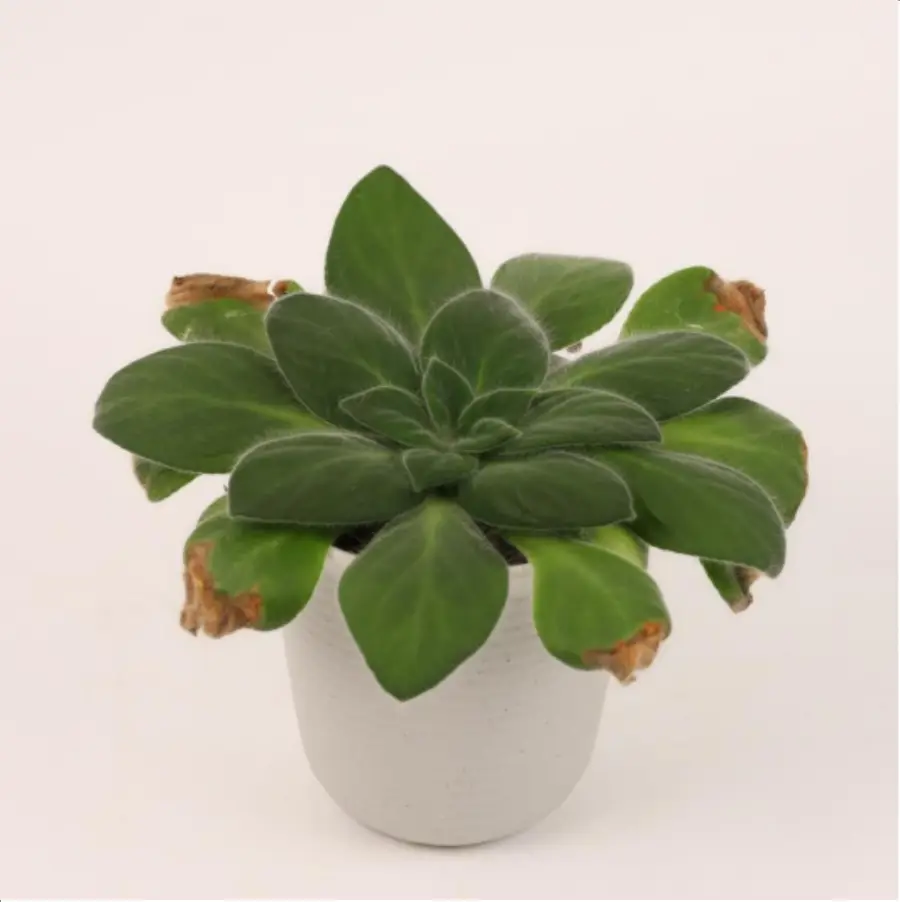 1756114746-1-2620.webp Euphorbiaceae Primulina purpurea - 画像 (1)