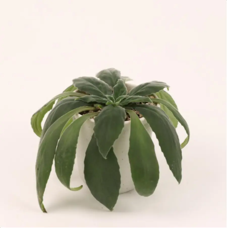 1756114748-1-2618.webp Euphorbiaceae Primulina leeii - 画像 (1)