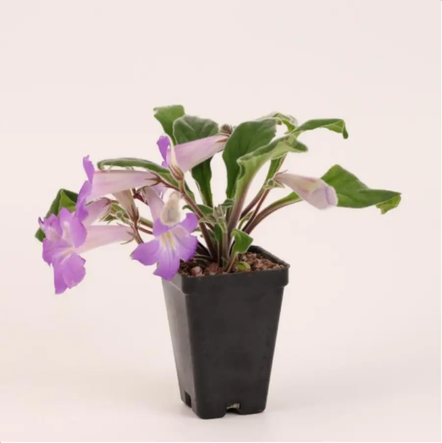 1756114749-1-2617.webp Euphorbiaceae Primulina longii - 画像 (1)