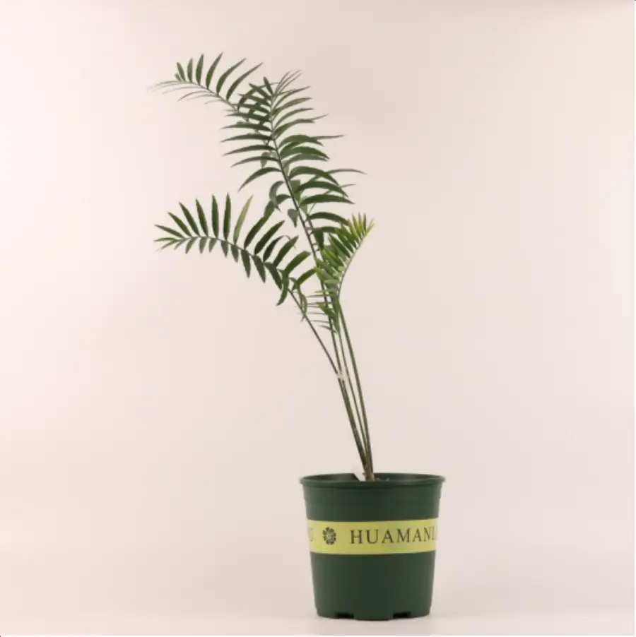 1756114751-1-2616.webp Euphorbiaceae Encephalartos ferox - 画像 (1)