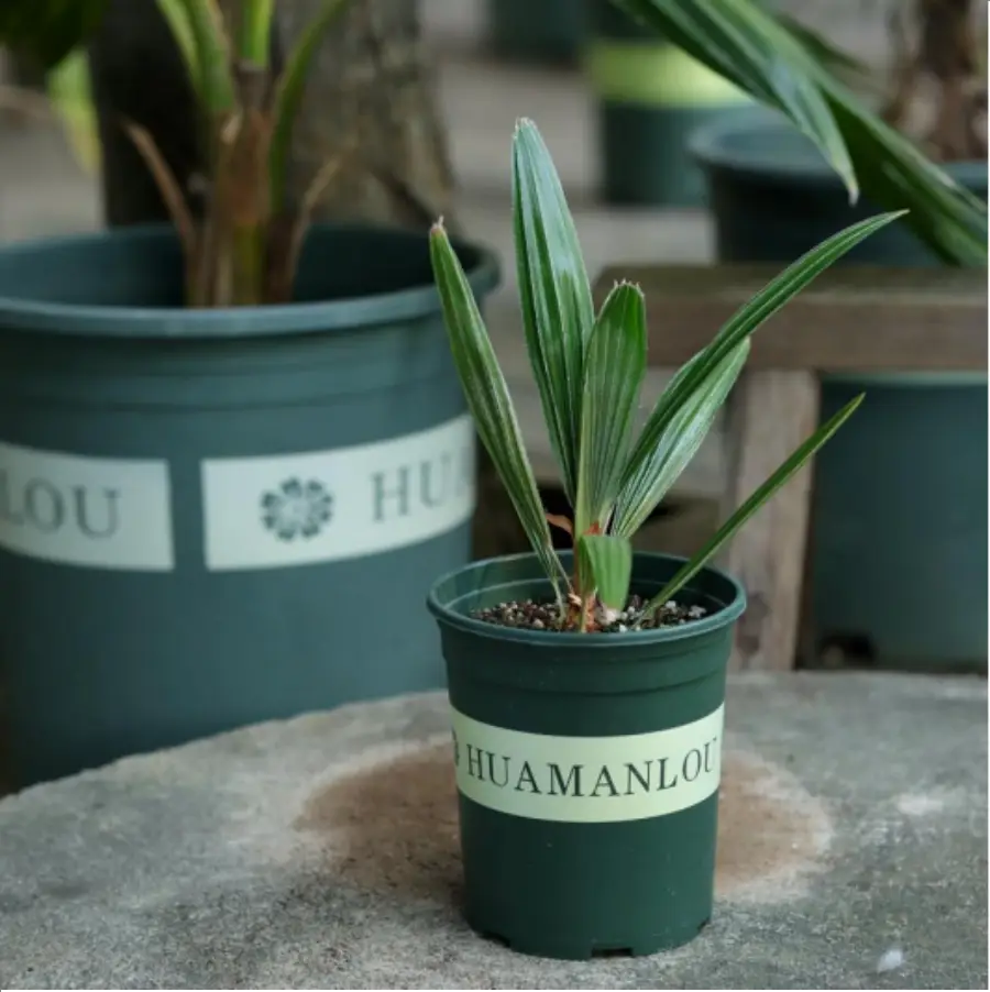 1756114763-1-2603.webp Euphorbiaceae Rhapidophyllum hystrix - 画像 (1)