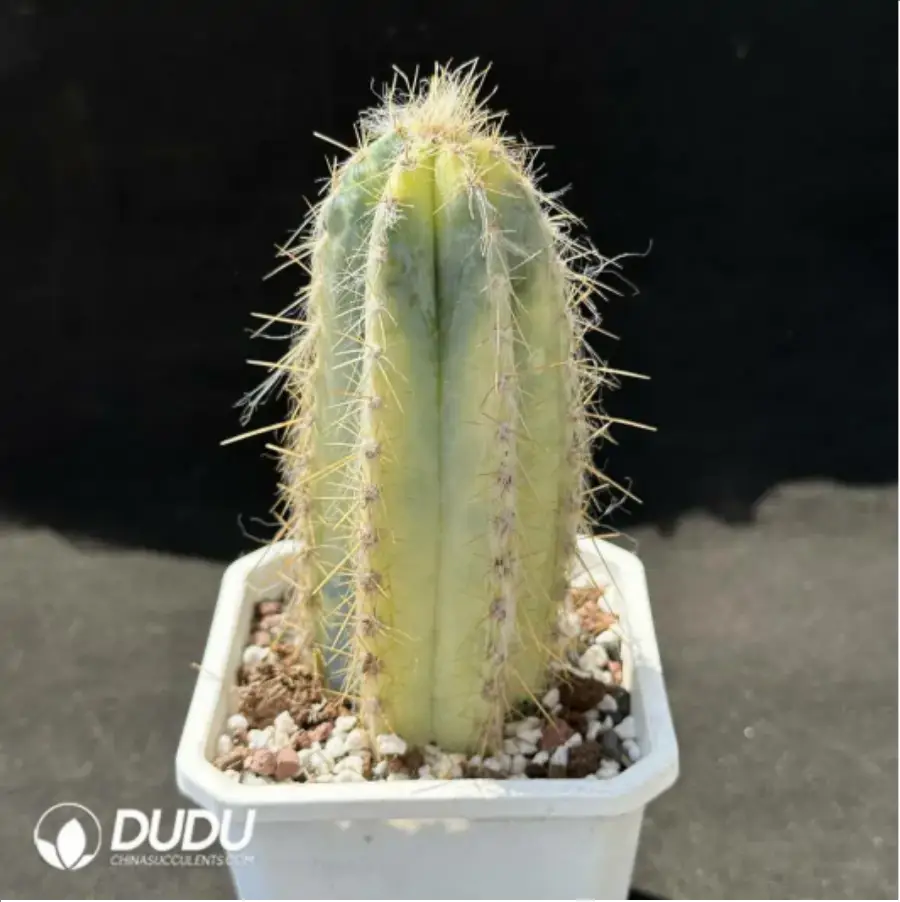 1756114765-1-2205.webp (Rooted Cutting)Pilosocereus pachycladus variegated - 画像 (1)
