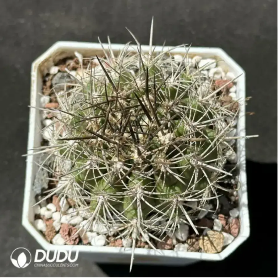 1756114767-1-2202.webp (Seed Grown)Cactus-Neoporteria subgibbosa Br. et R. - 画像 (1)