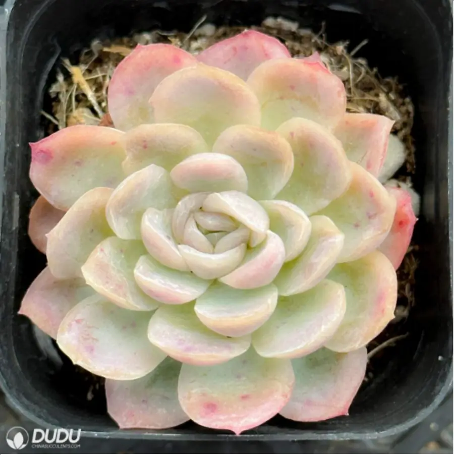 1756114805-1-2554.webp Echeveria Ice Berry - 画像 (1)
