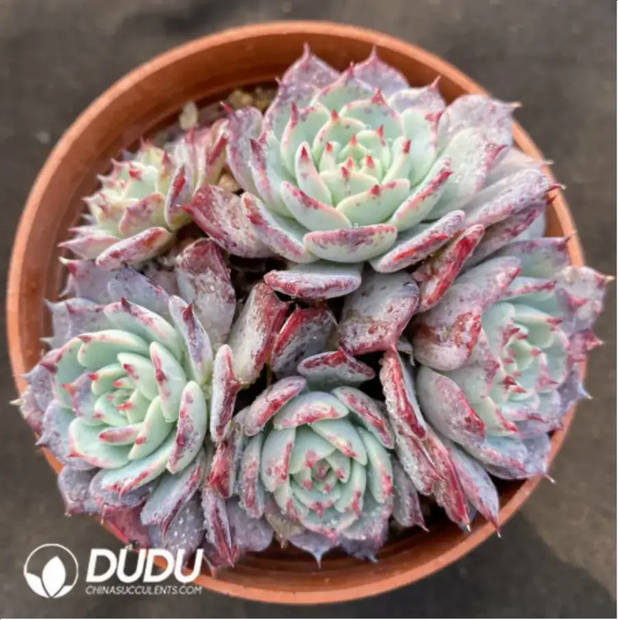 1756114897-1-842.webp Echeveria Laulensis - 画像 (1)