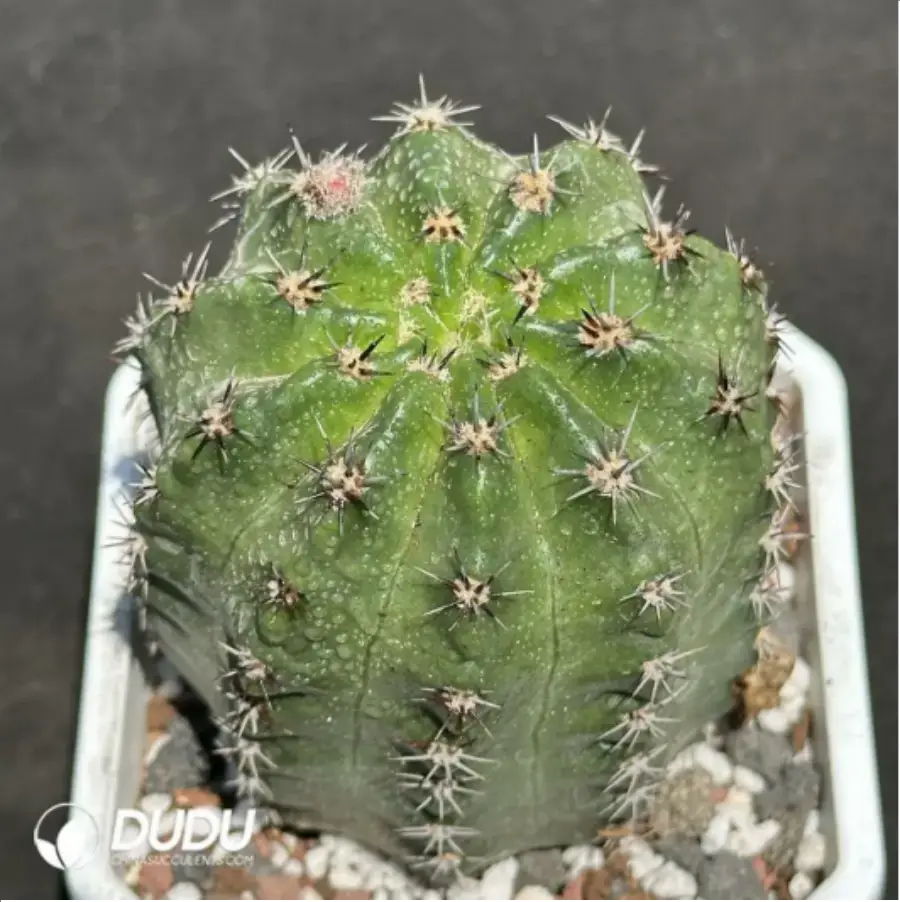 1756115062-1-2186.webp (Seed Grown)Cactus-Eriosyce - 画像 (1)