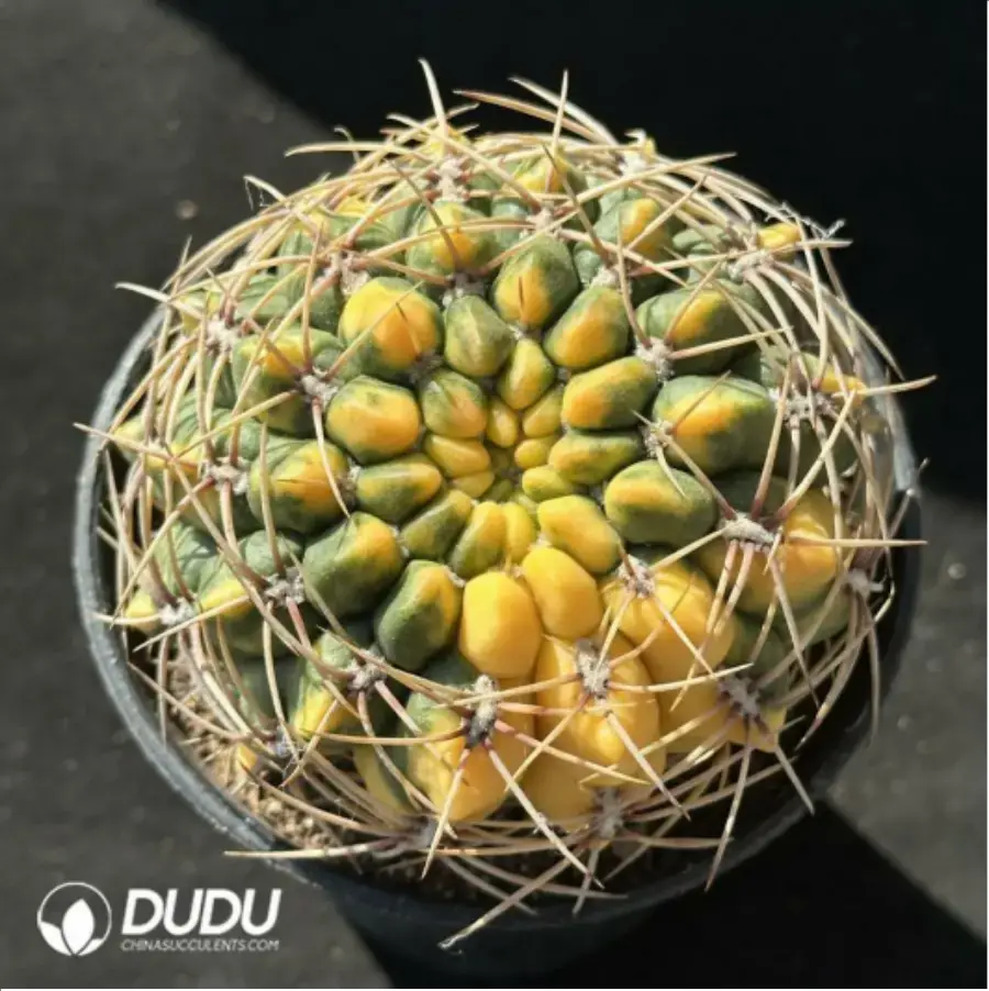 1756115064-1-2318.webp (Grafted)Gymnocalycium cultivation variegated - 画像 (1)