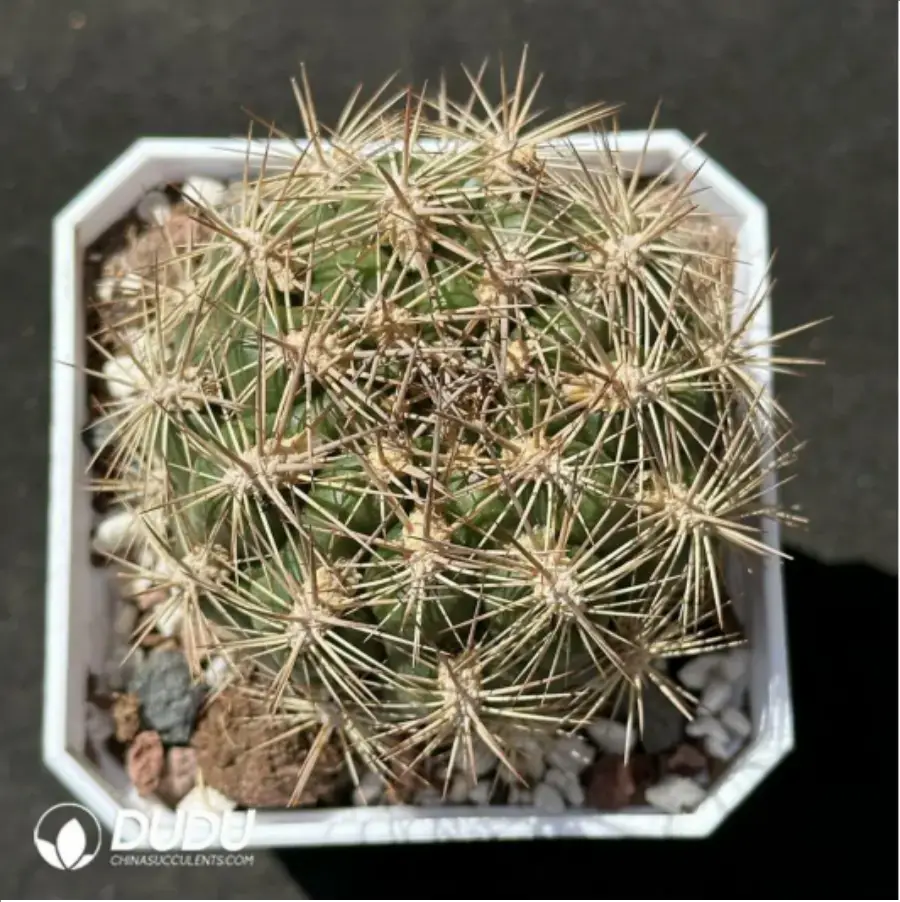 1756115066-1-2185.webp (Seed Grown)Cactus-Rebutia neocumingii. - 画像 (1)