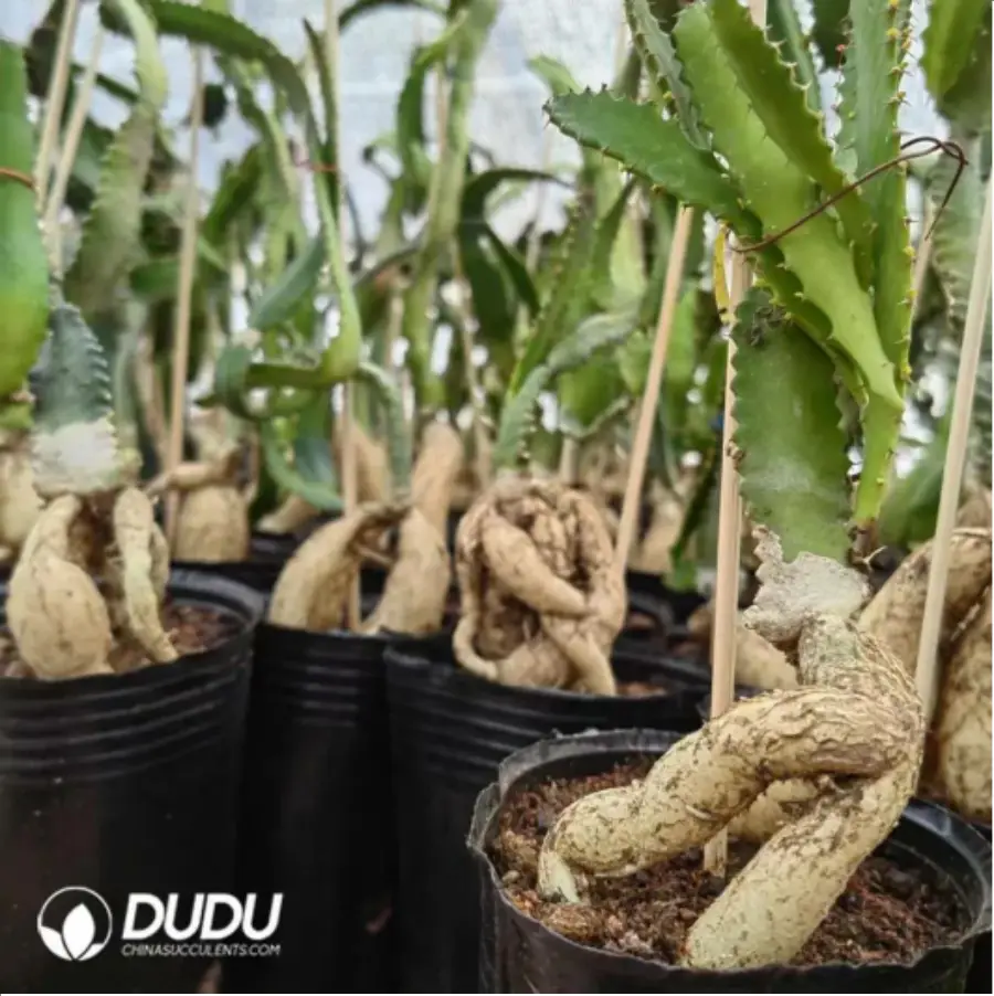 1756115074-1-2410.webp (Rooted Cutting)Euphorbia-stellata - 画像 (1)