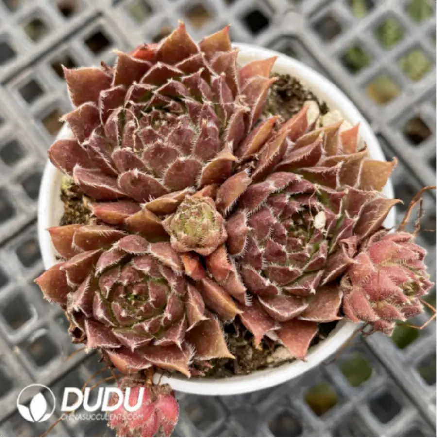 1756115119-1-2393.webp Sempervivum For You ( 4U ) - 画像 (1)