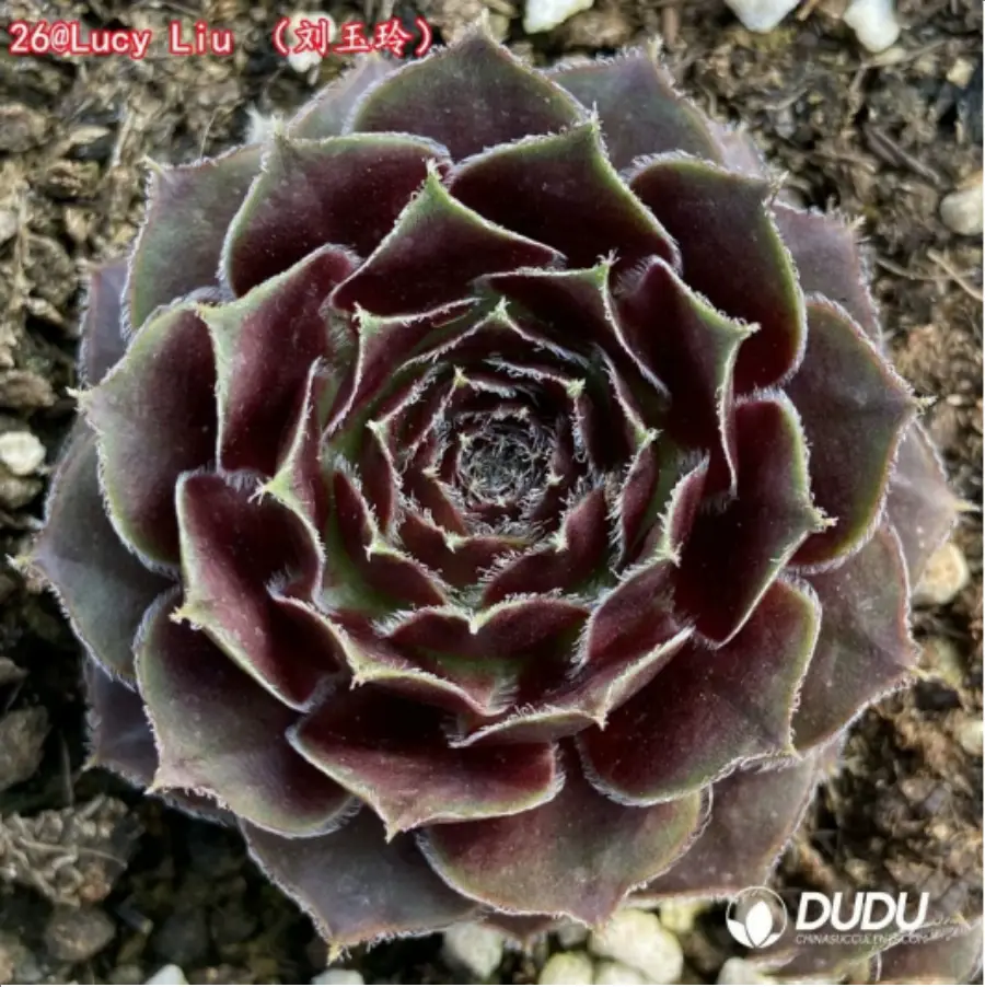 1756115135-1-1345.webp Sempervivum Lucy Liu - 画像 (1)