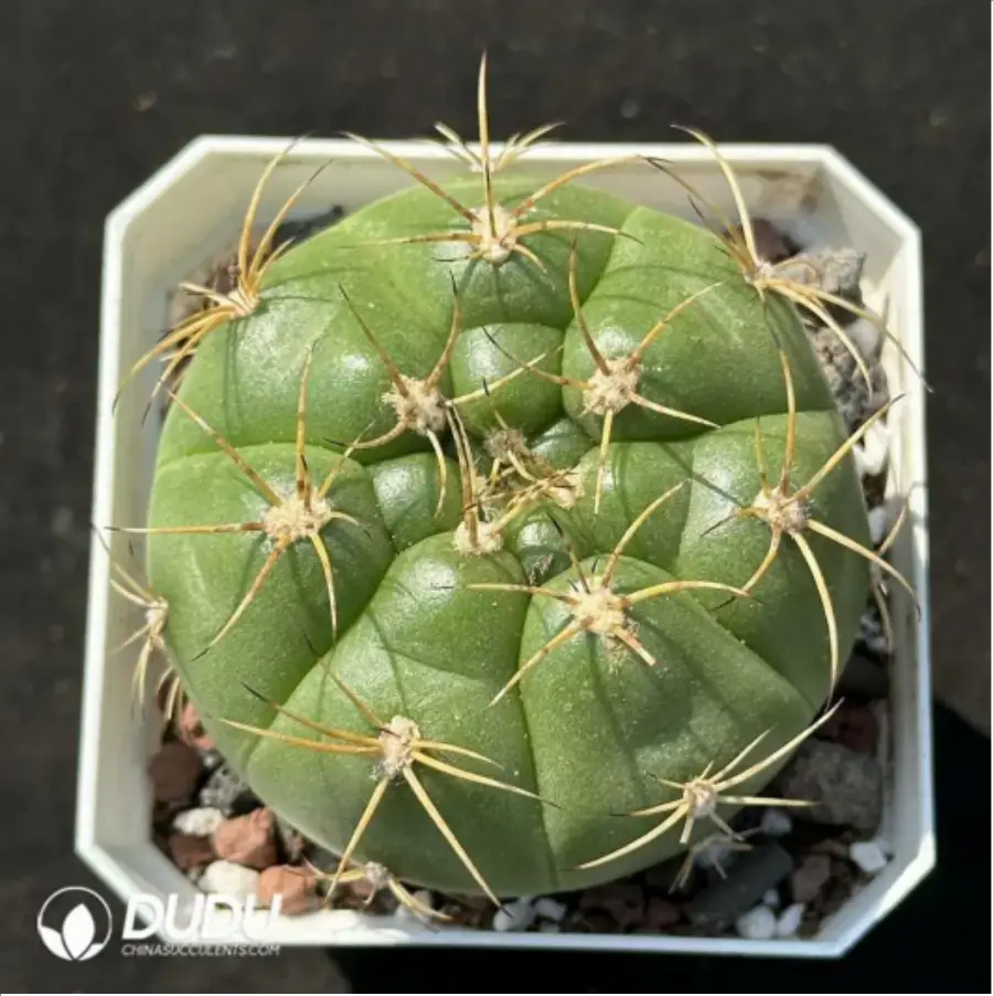1756115167-1-2174.webp (Seed Grown)Cactus-Gymnocalycium hammerschmidii Backeberg - 画像 (1)