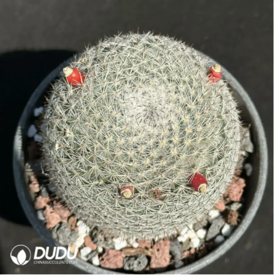 1756115170-1-2170.webp (Seed Grown)Cactus-Mammillaria candida - 画像 (1)