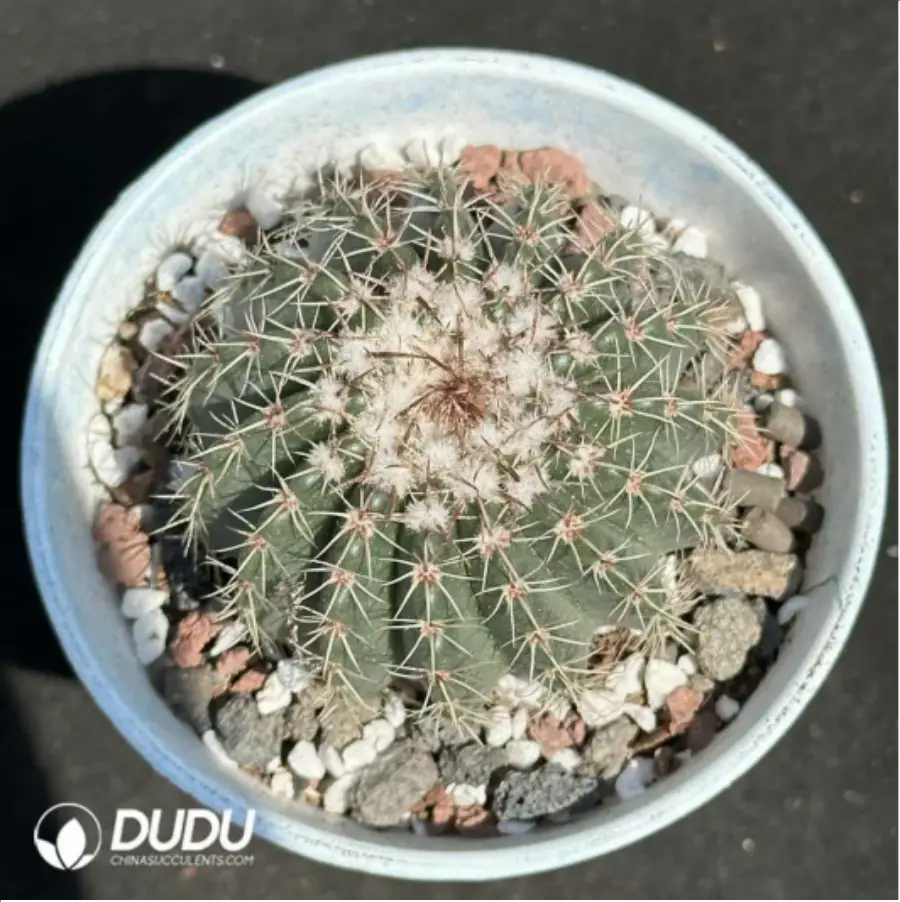 1756115173-1-2169.webp (Seed Grown)Parodia buiningii - 画像 (1)