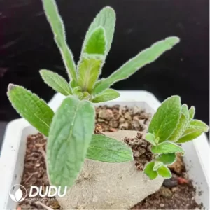 (Seed Grown)Sinningia Cliff Prince