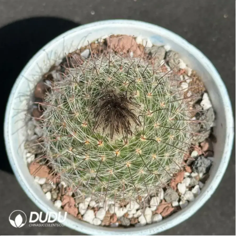 1756115189-1-2164.webp (Seed Grown)Cactus-Feixiu Jade - 画像 (1)