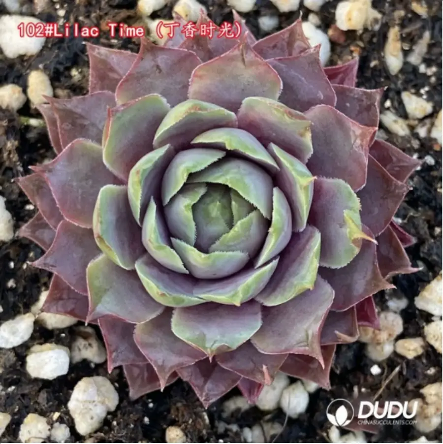 1756115287-1-1342.webp Sempervivum Lilac Time - 画像 (1)