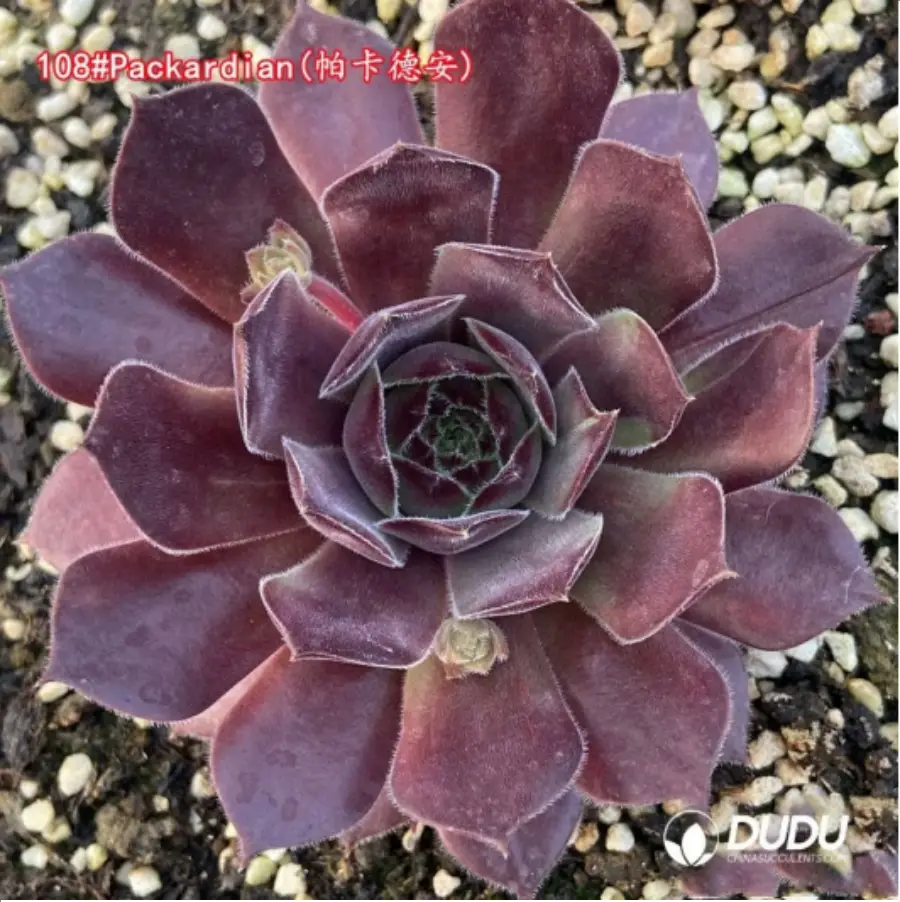 1756115291-1-1338.webp Sempervivum Packardian - 画像 (1)