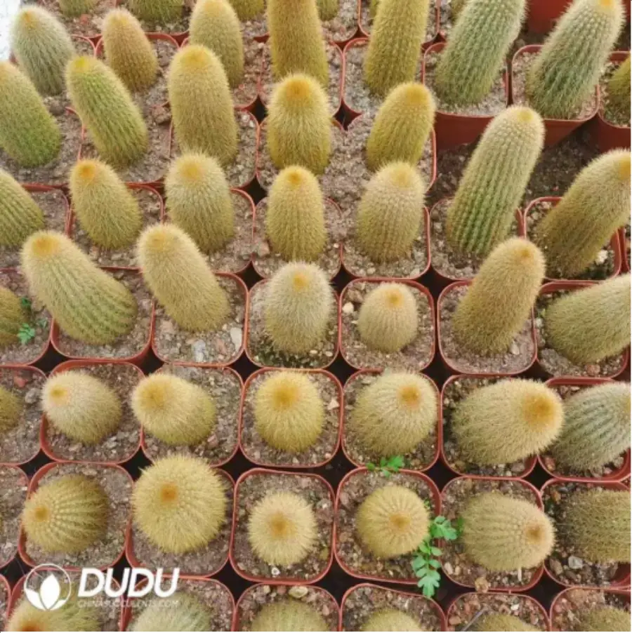 1756115378-1-2144.webp (Rooted Cutting)Cactus-Pilosocereus Chrysostele - 画像 (1)