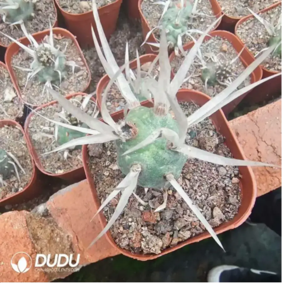 1756115379-1-2143.webp (Rooted Cutting)Cactus-Opuntia Articulata - 画像 (1)