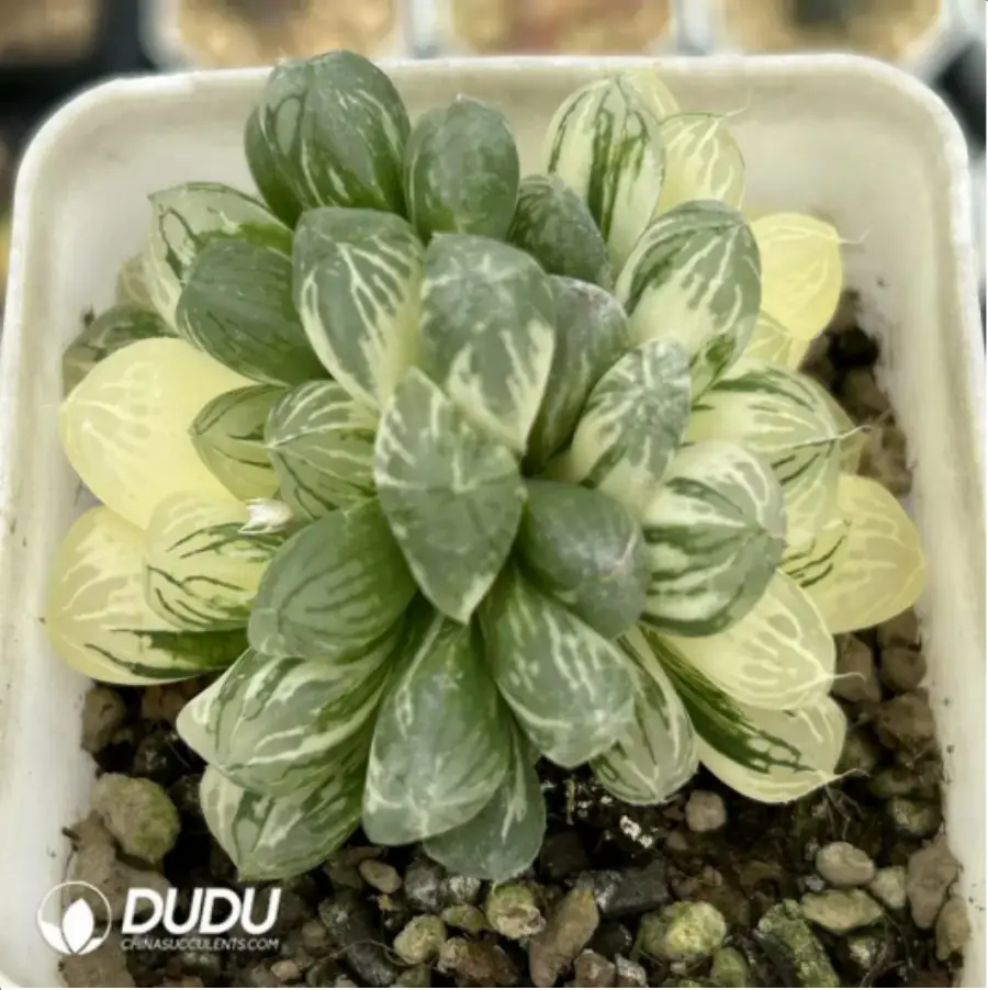 1756115504-1-1956.webp Haworthia Cooperi sp Suzhou cluster Variegated Double Head - 画像 (1)