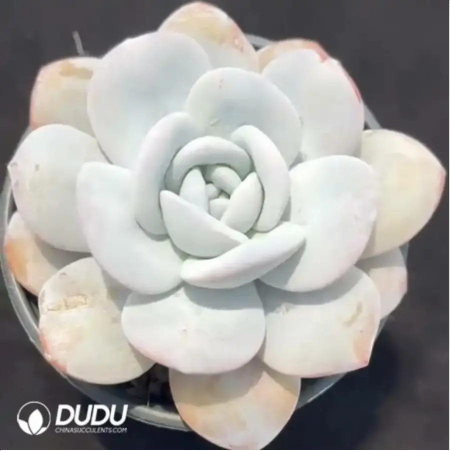 1756115550-1-1917.webp Echeveria Laui - 画像 (1)