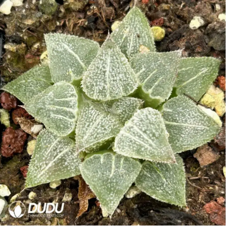 1756115573-1-1883.webp Haworthia Magnifica Haihua - 画像 (1)