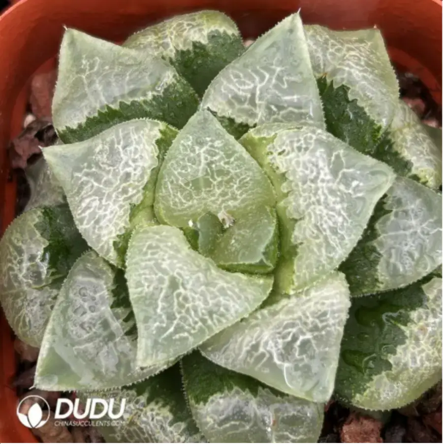 1756115578-1-1879.webp Haworthia Xiangyun Ke - 画像 (1)