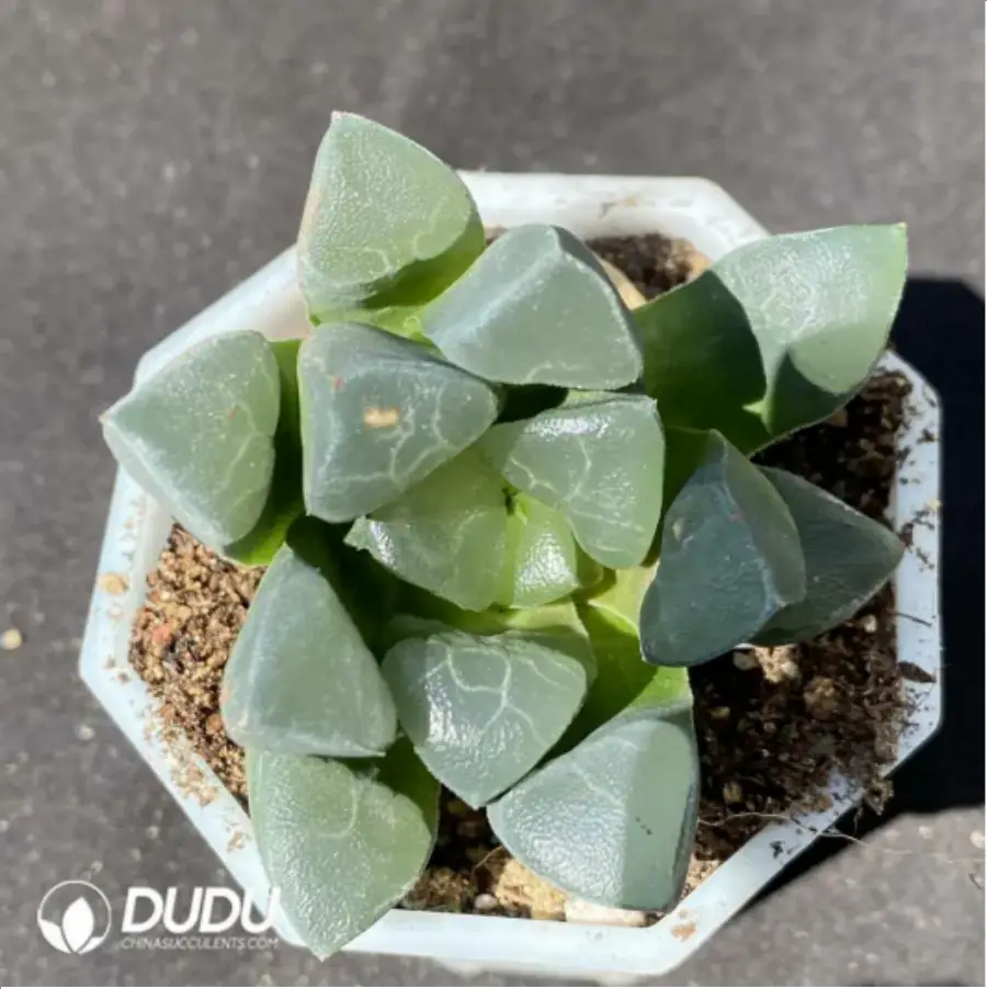 1756115588-1-1515.webp Haworthia Yunwen Yeke - 画像 (1)