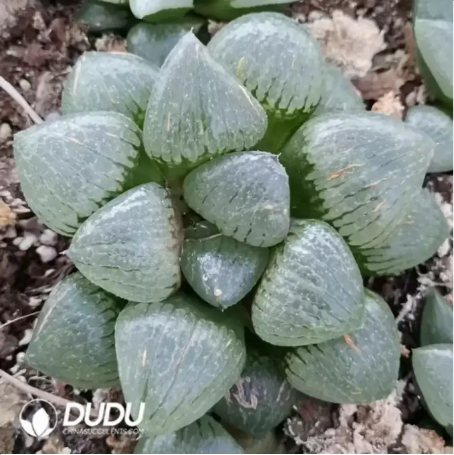 1756115596-1-1702.webp Haworthia Emelyae - 画像 (1)