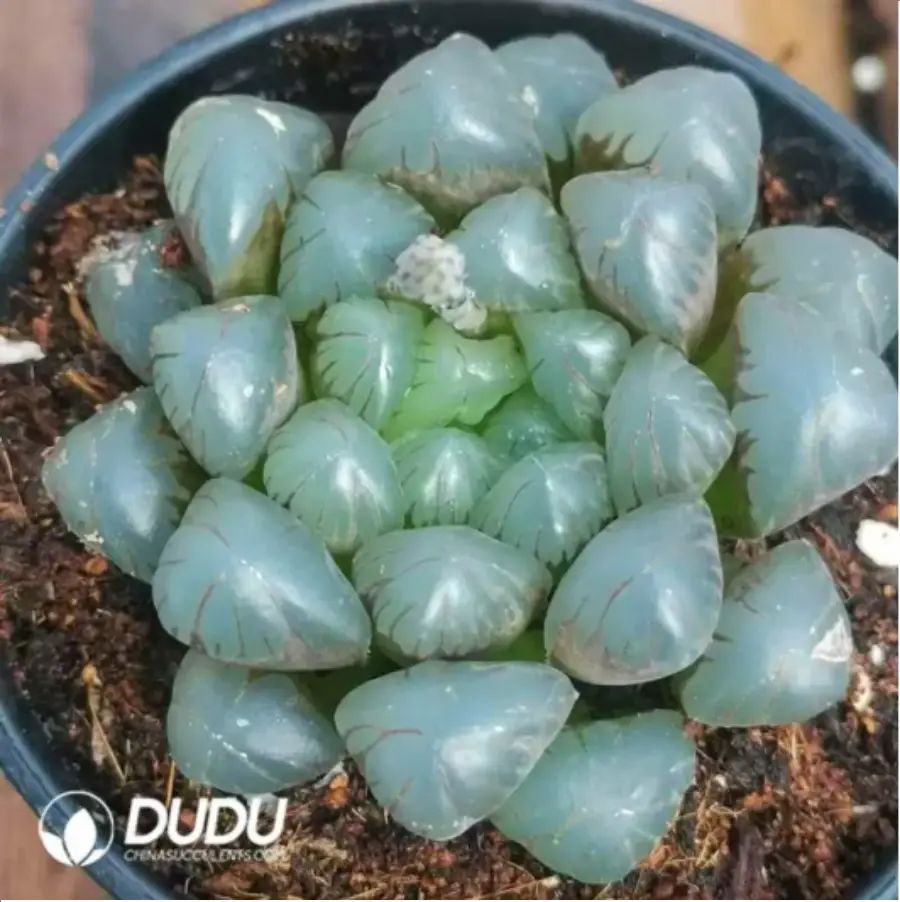 1756115606-1-1621.webp Haworthia Purple Jade Dew - 画像 (1)