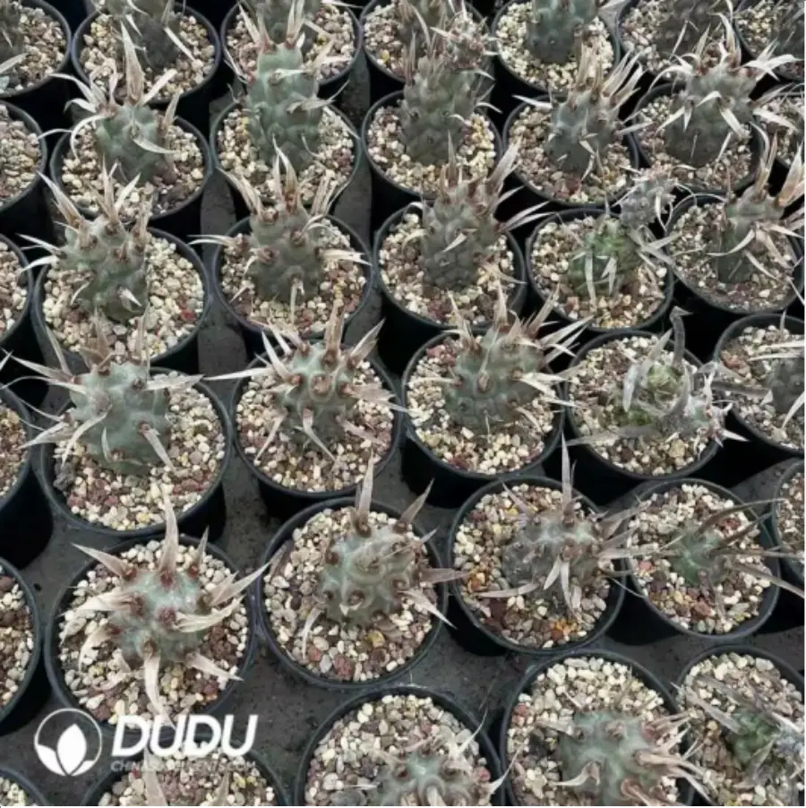 1756115629-1-1592.webp (Rooted Cutting)Cactus-TephroCactus-articulatus - 画像 (1)