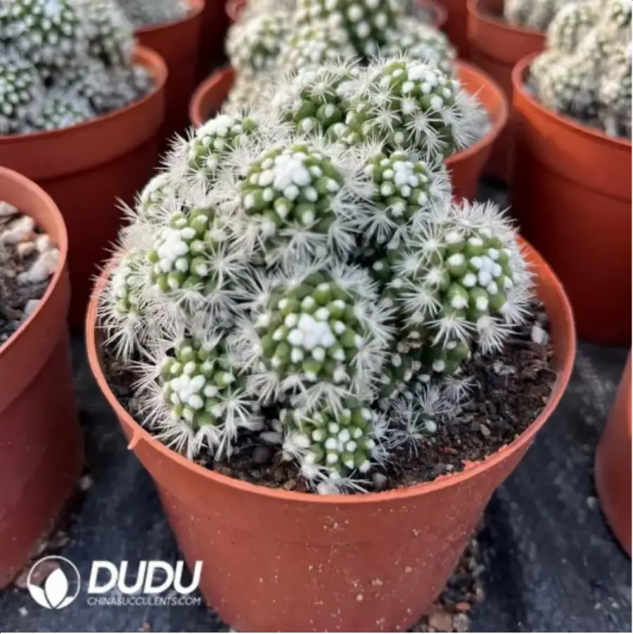 1756115658-1-1576.webp (Rooted Cutting)Cactus-Cereus Mammillaria Vetula Arizona Snowcap Clustering - 画像 (1)