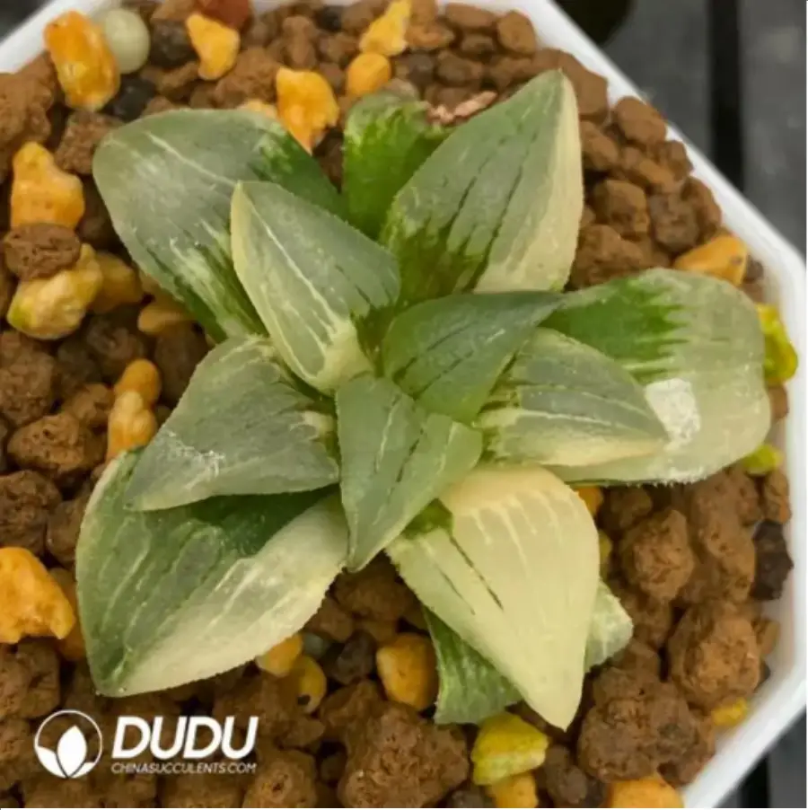 1756115762-1-1680.webp Haworthia Magnifica Variegated - 画像 (1)