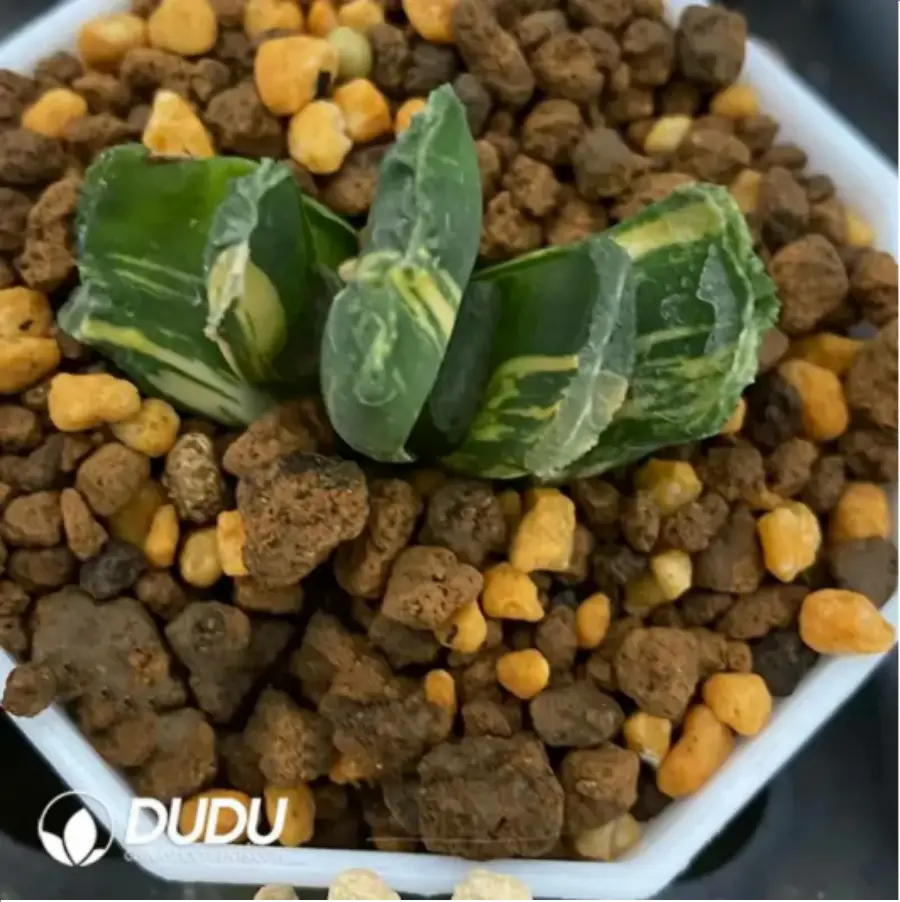 1756115767-1-1675.webp Haworthia Eighteen Ancient and Modern variegated - 画像 (1)