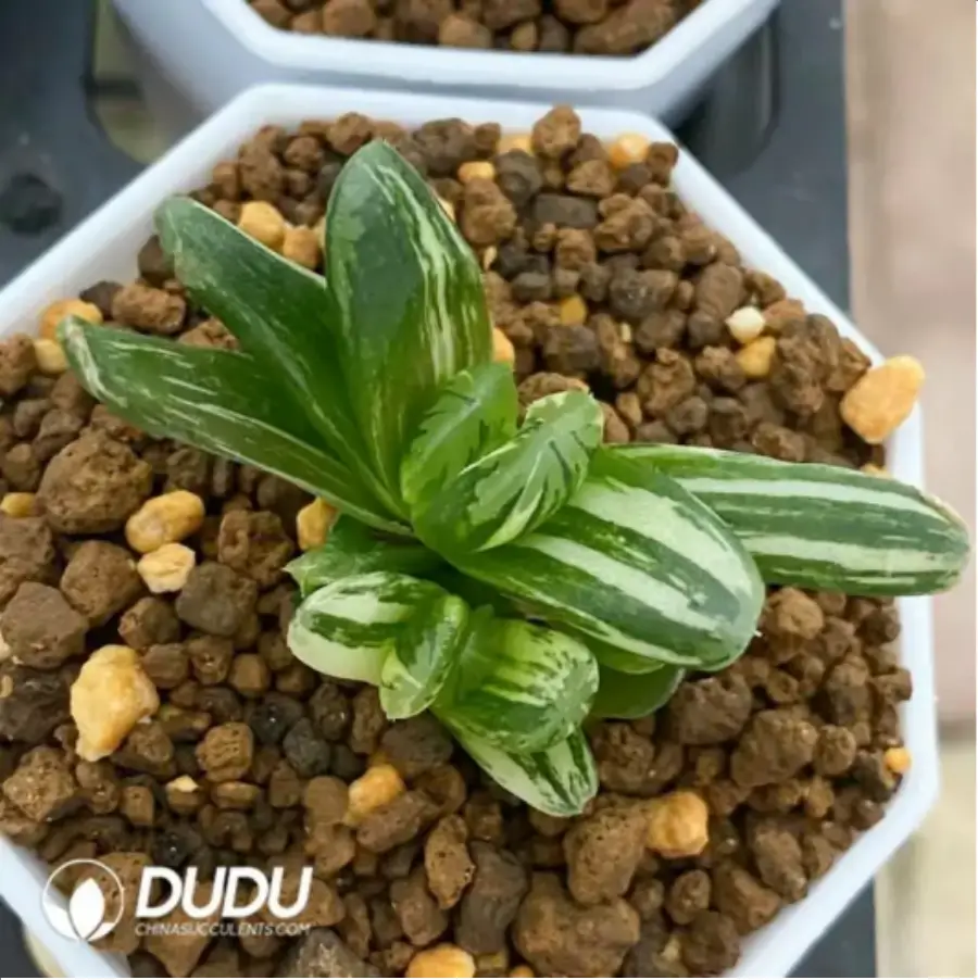 1756115769-1-1672.webp Haworthia truncata × maughanii - 画像 (1)