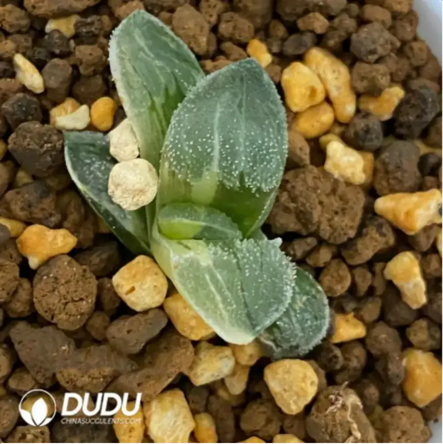 1756115771-1-1669.webp Haworthia Ice Diamond Variegated - 画像 (1)