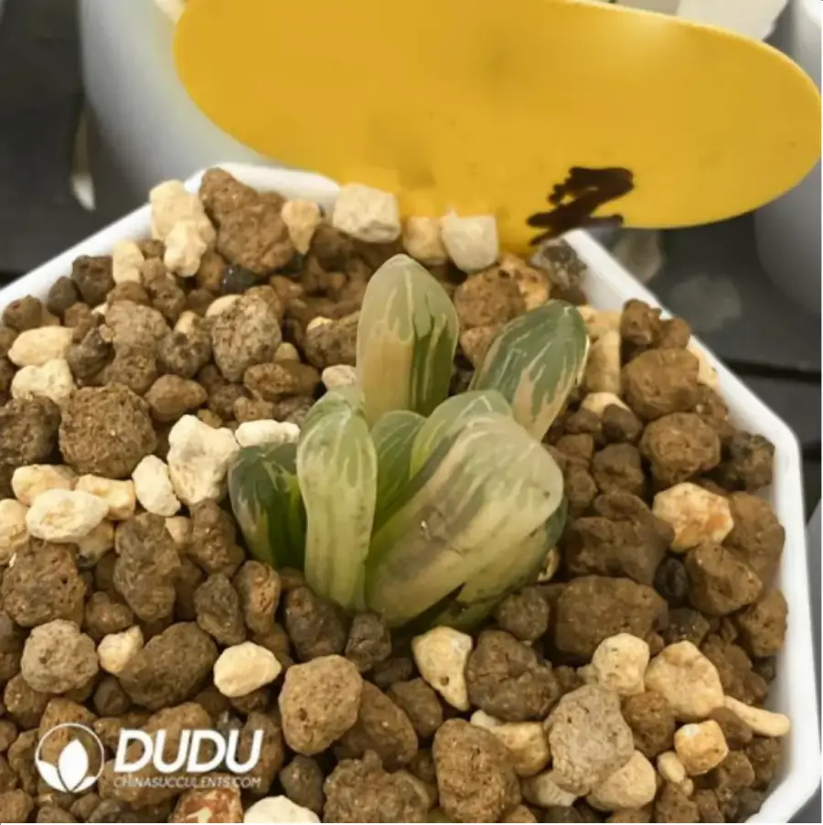 1756115774-1-1665.webp Haworthia Laochuan cooperi var. pilifera Variegated - 画像 (1)