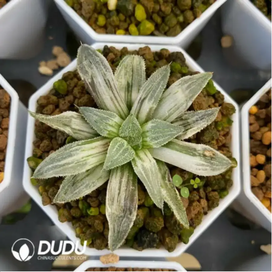 1756115775-1-1664.webp Haworthia Su Pygmaea Varigated - 画像 (1)