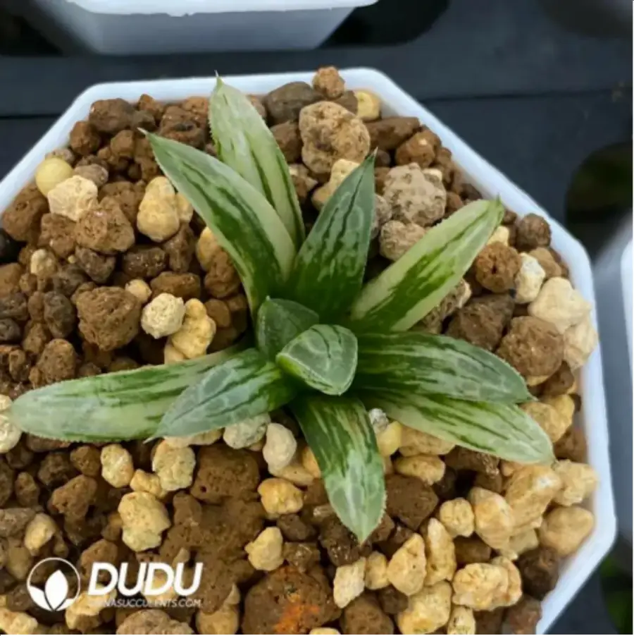 1756115777-1-1662.webp Haworthia Love life magnifica Variegated - 画像 (1)