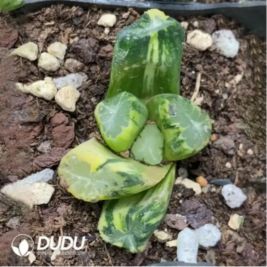 1756115782-1-1657.webp Haworthia Overlord Maughanii Variegated - 画像 (1)