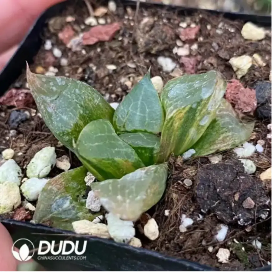 1756115785-1-1653.webp Haworthia Longxi Magnifica Variegated - 画像 (1)