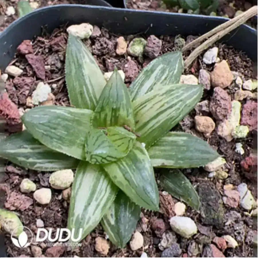1756115787-1-1652.webp Haworthia Red Fuji Variegated - 画像 (1)