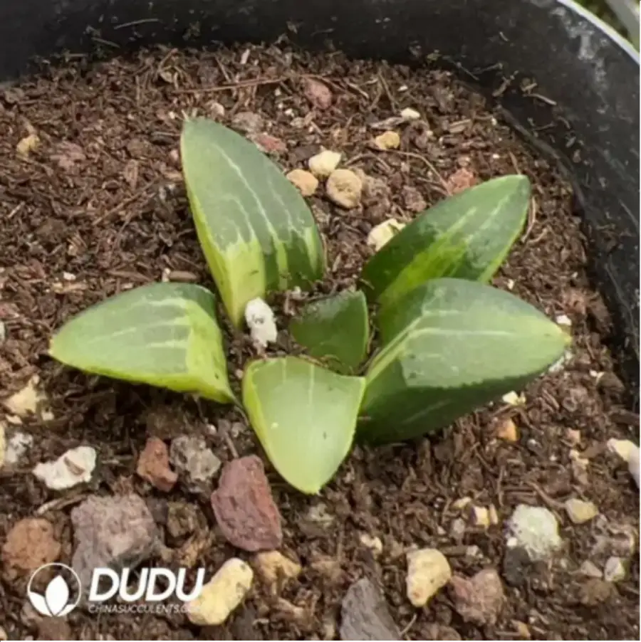 1756115788-1-1651.webp Haworthia Muyeke Variegated - 画像 (1)